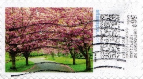 CherryBlossom-V20AE-56.0vertIMItop