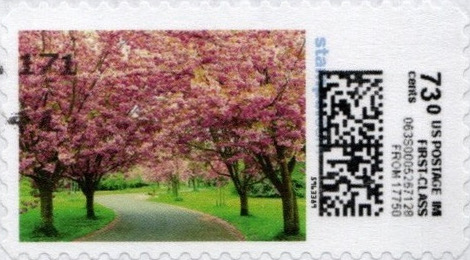 CherryBlossom-V20AE-73.0vertIMItop