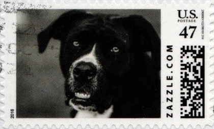 Z47HM16dog005