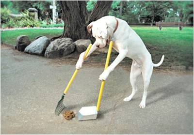 Dog's Work