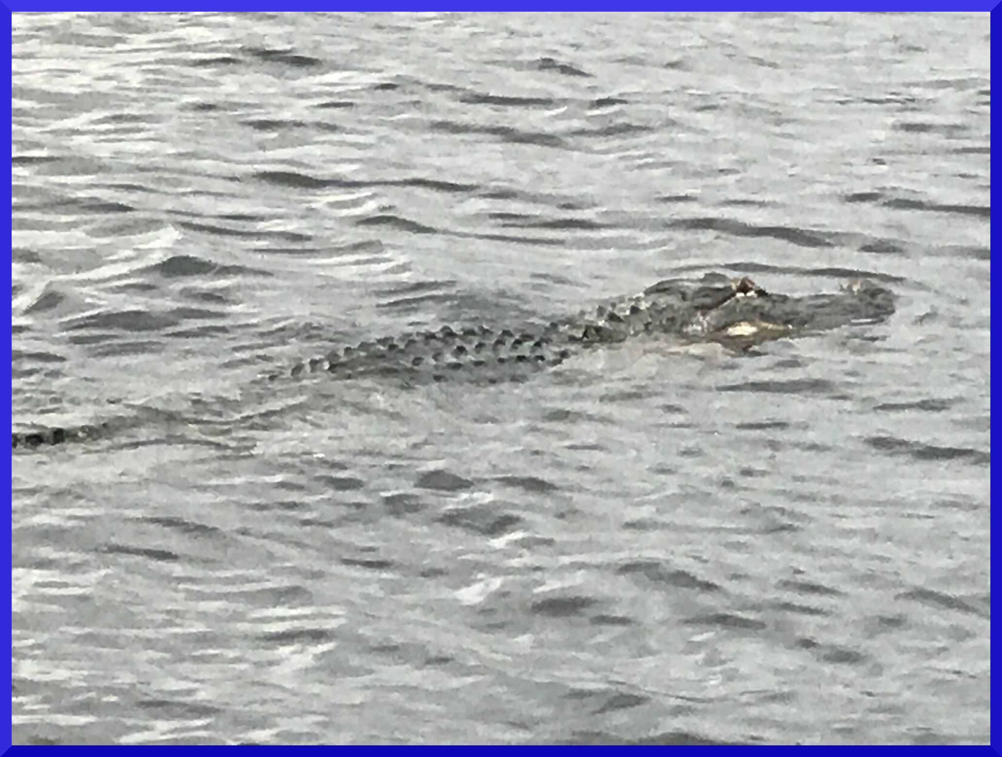 Gator2017A