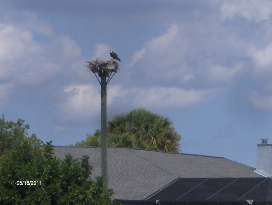 Osprey