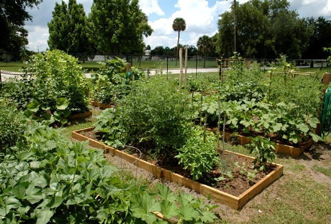 Garden Pix 1