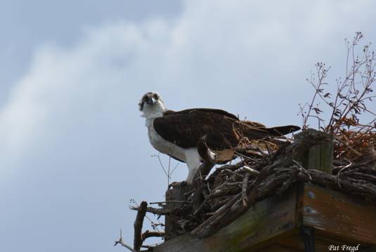 Eagle