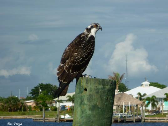 Eagle