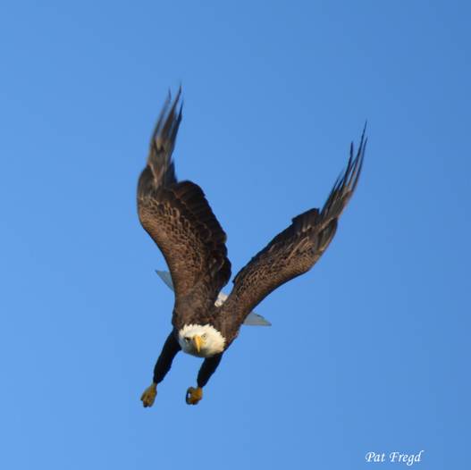 Eagle
